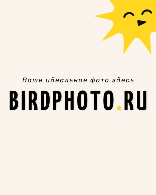Изображение галереи Птичка